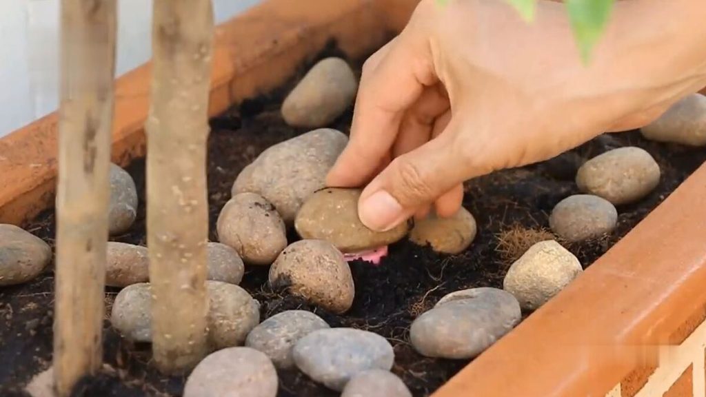 6 Ý Tưởng Sáng Tạo Với Đá Cuội Độc Đáo Cho Nhà Bạn